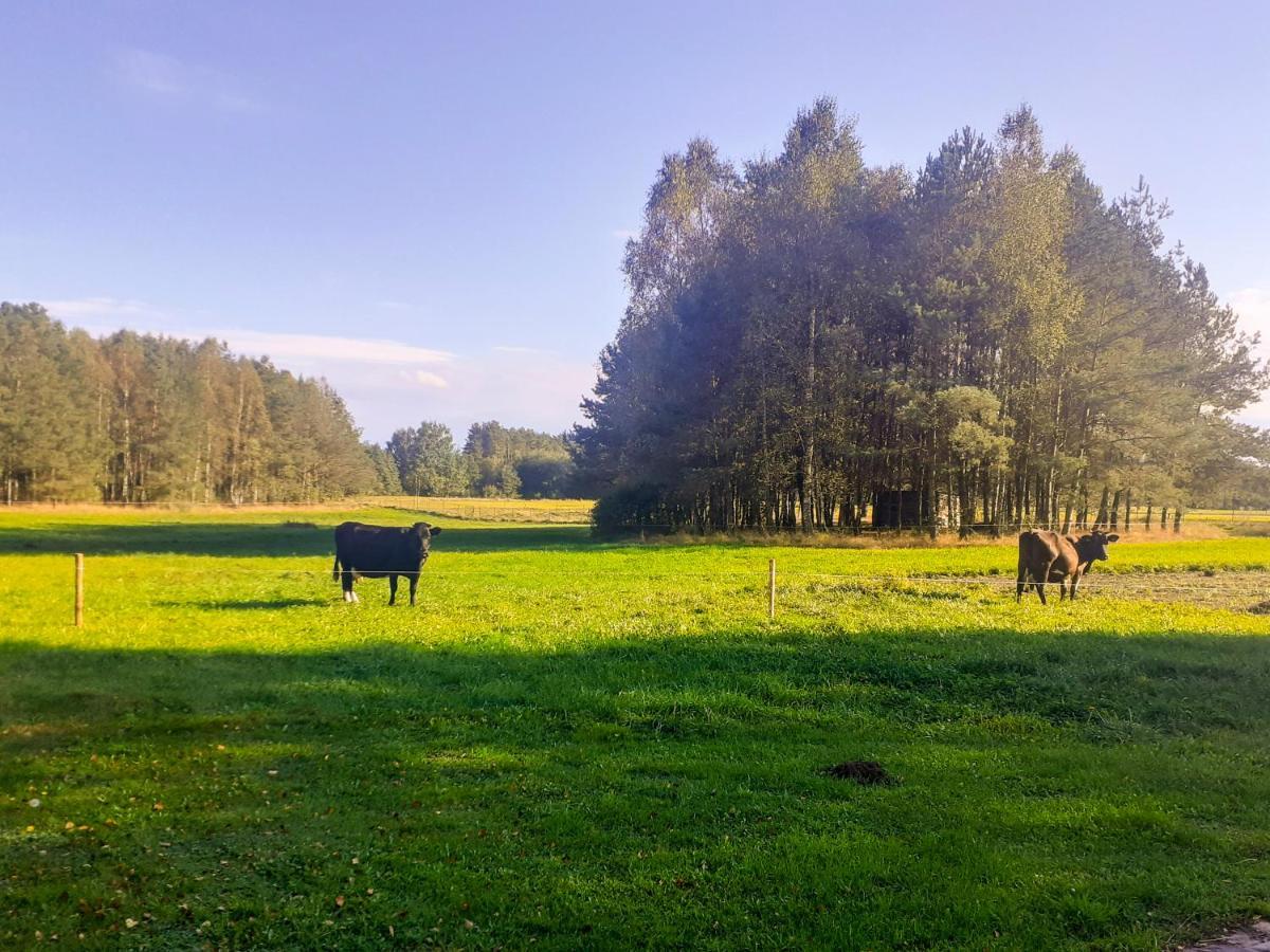 Przytulisko Stara Kiszewa Villa Eksteriør billede